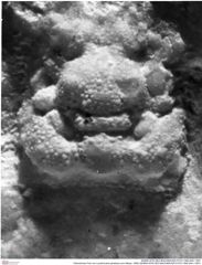 Historisches Foto von Lecythocaris paradoxa (von Meyer, 1858) (NHMW-AFW-GEO-BACHMAYER-FOTO-1990-0041-1907)